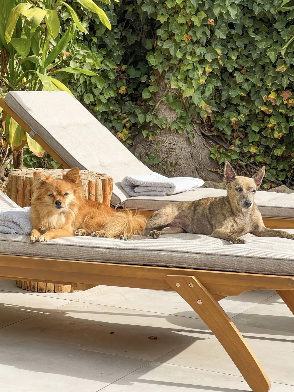 Store Beliani Aurinkotuoli Ruskeanharmaalla Pehmusteella Cesana