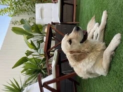 Ulkokalusteet<Beliani Poyta Ja 2 Tuolia Luonnonvalkoisilla Tyynyilla Toscana