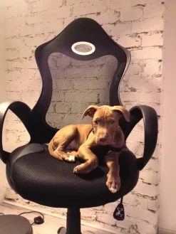 Tuolit<Beliani Tyotuoli Verkkokangas Musta Ichair